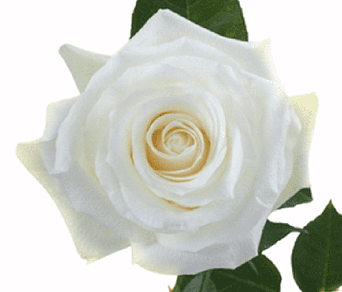 Close-up of a blooming white rose