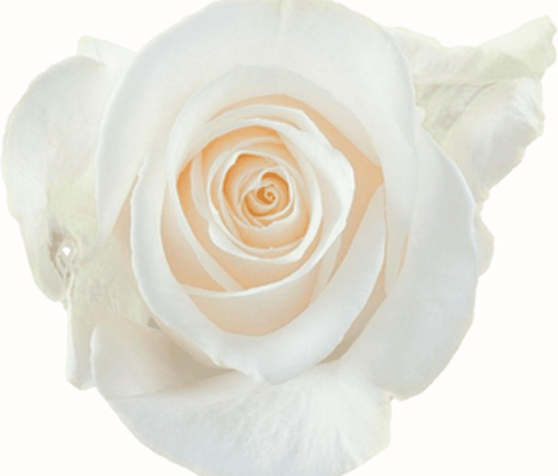 Elegant white rose close-up