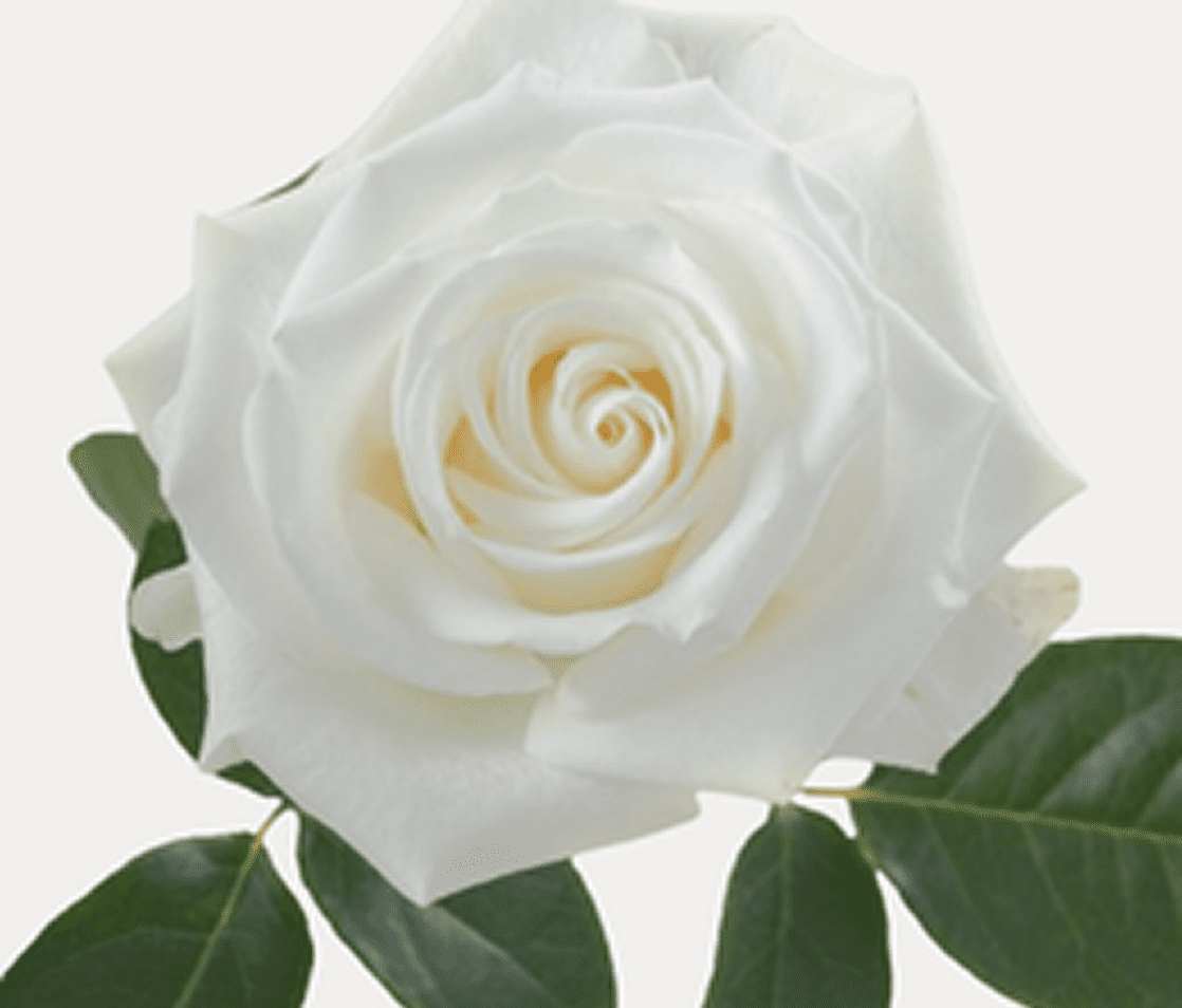 Blooming white rose on stem