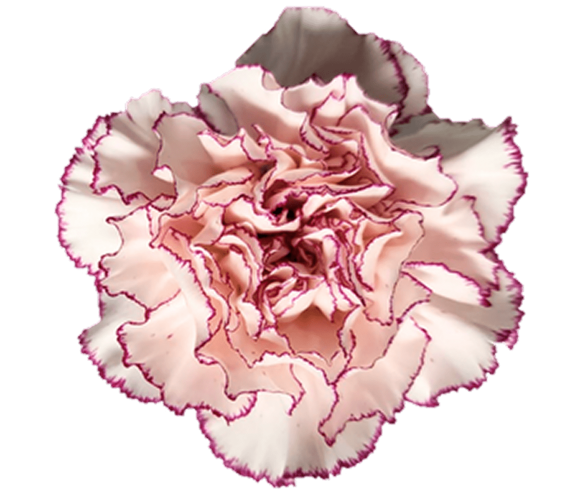 Close-up of a blooming carnation flower