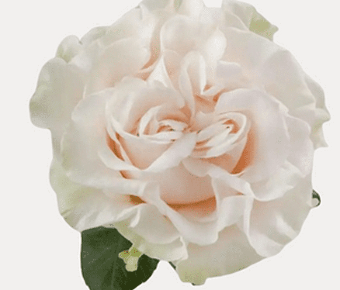 Elegant blooming white rose close-up
