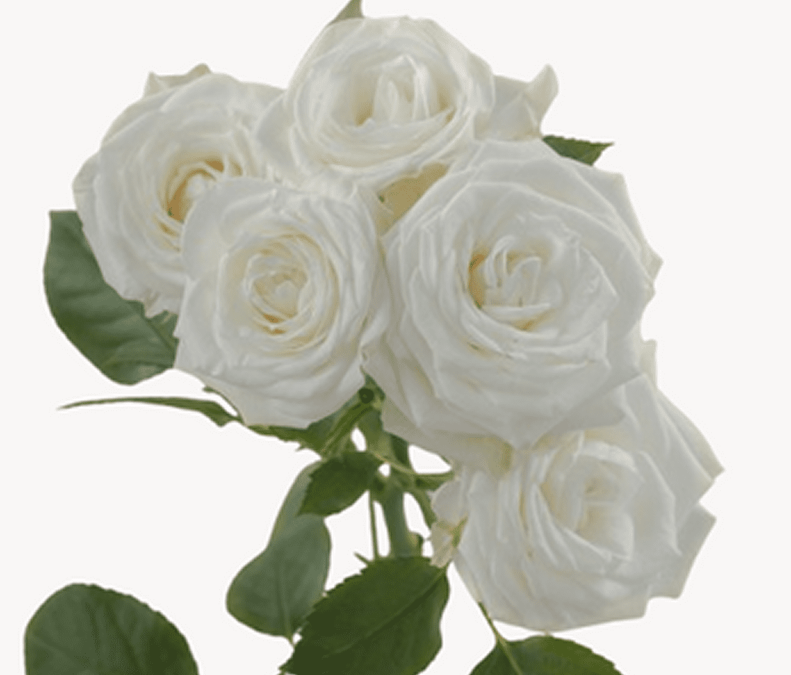 Cluster of fresh white roses