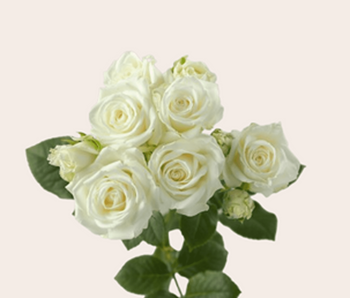 White roses bouquet with green leaves