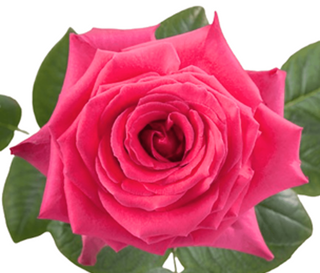 Bright pink rose close-up