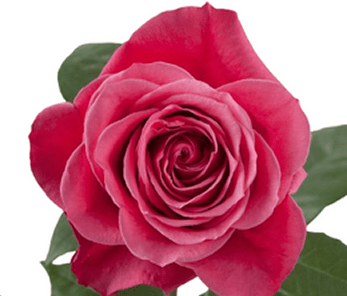 Vibrant pink rose with green leaves