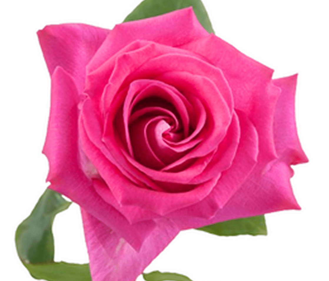 Vibrant pink rose in full bloom