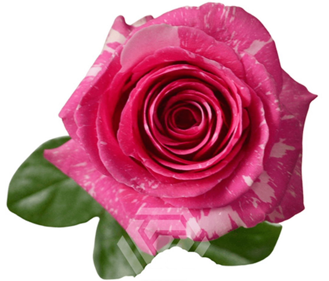 Close-up of a pink rose bloom
