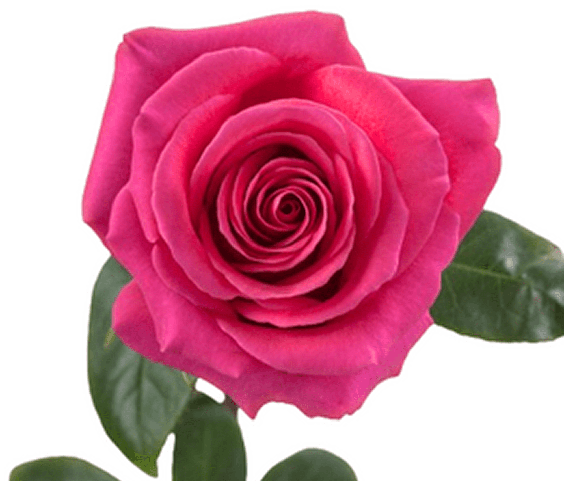 Bright pink rose close-up
