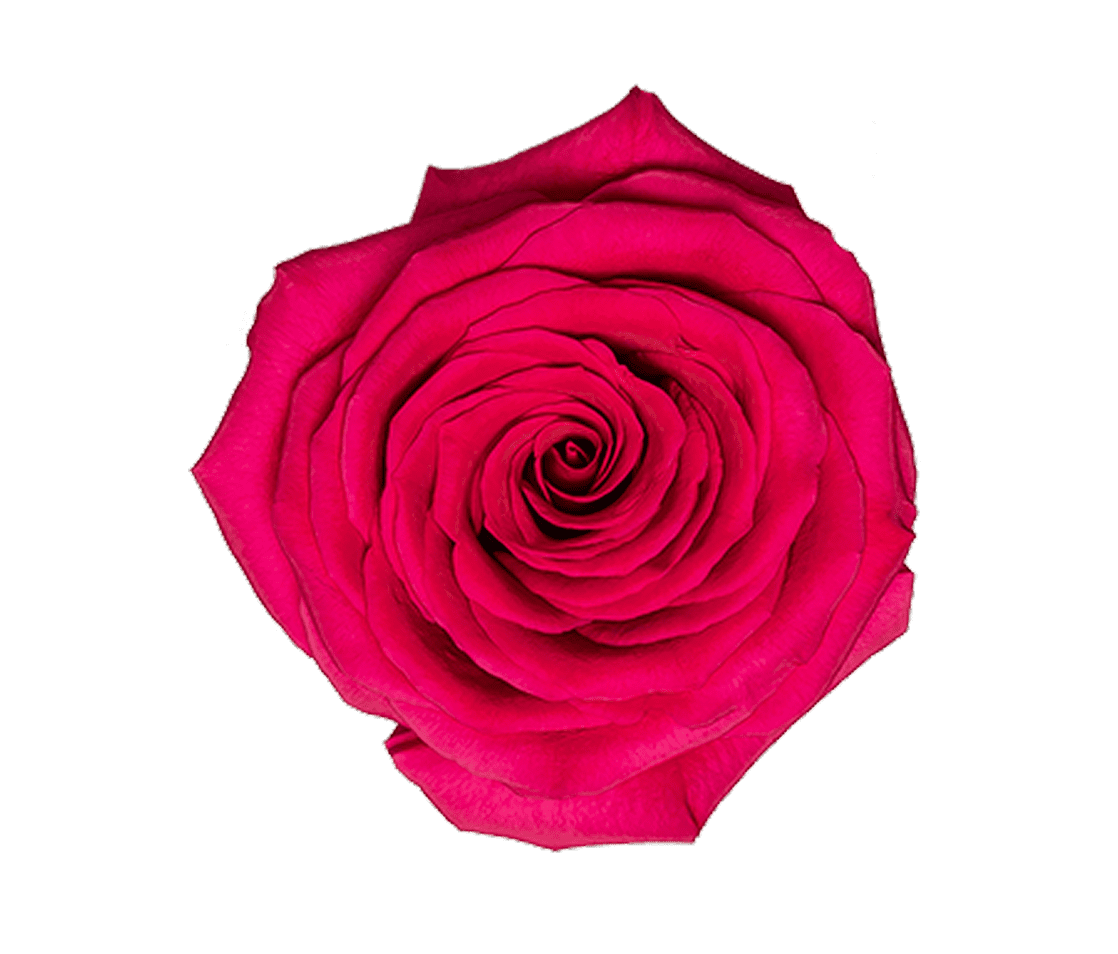 Vibrant pink rose close-up