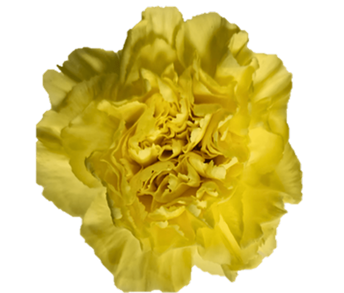 Bright yellow carnation, fully bloomed