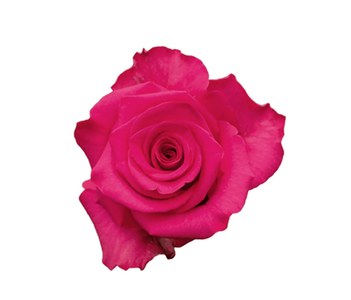Pink rose bloom on white background
