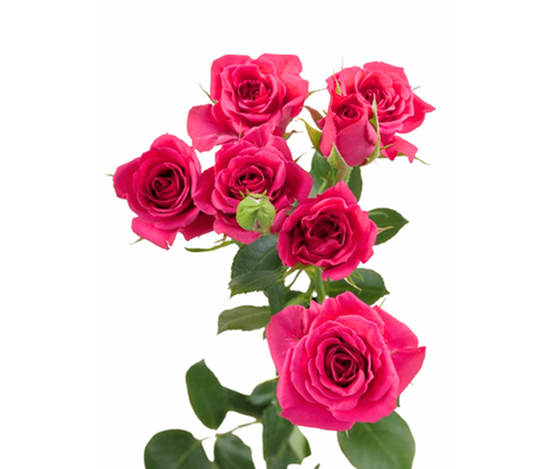 Cluster of fresh pink roses