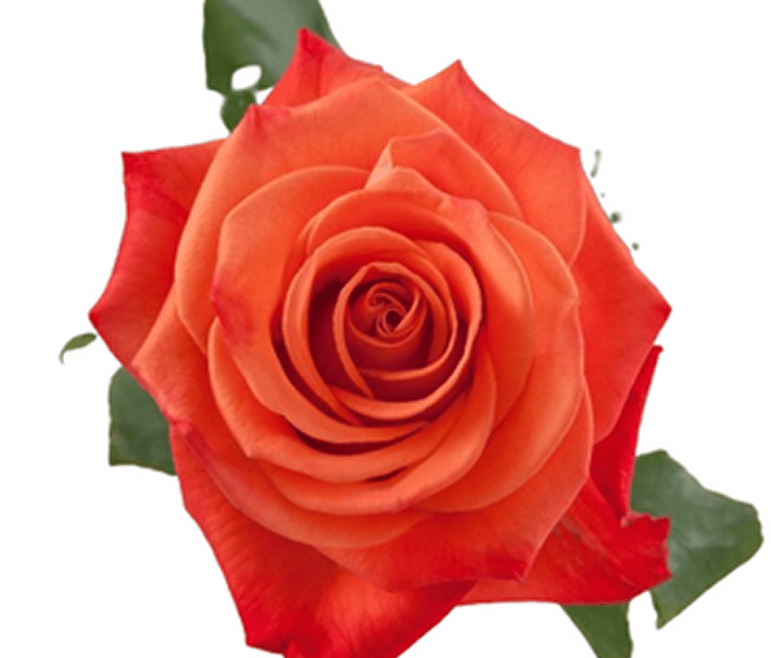 Vibrant orange rose close-up