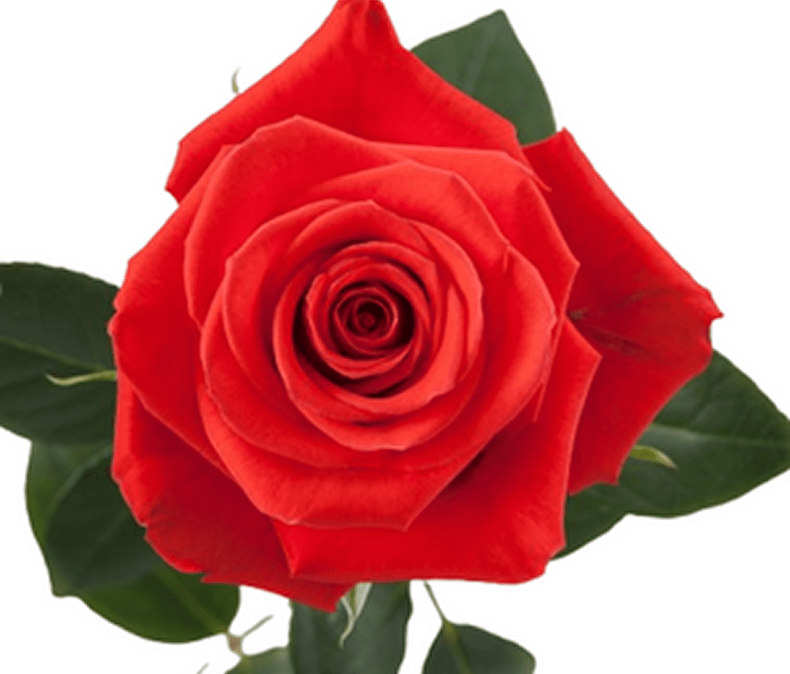 Close-up of a red rose