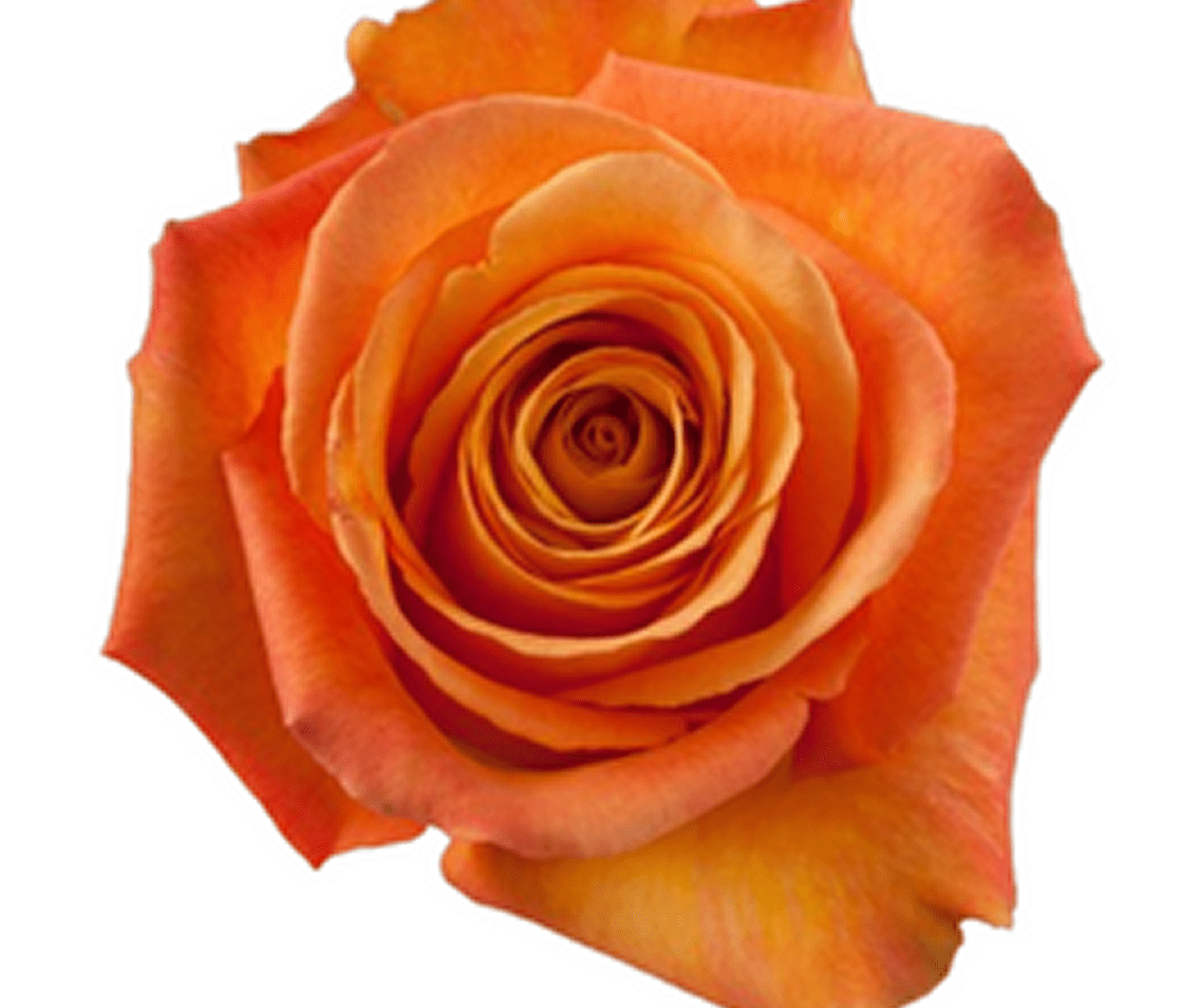 Detailed view of orange rose petals