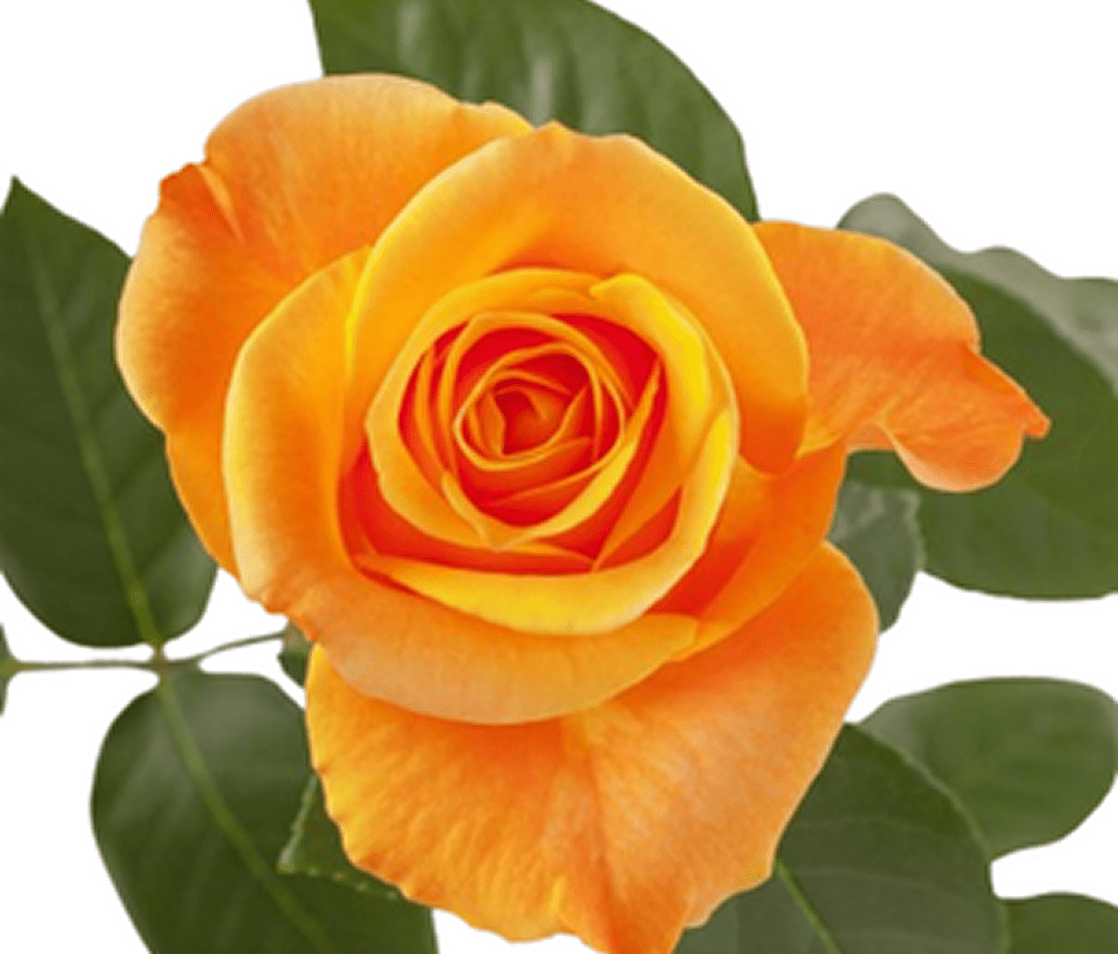 Vibrant orange rose close-up