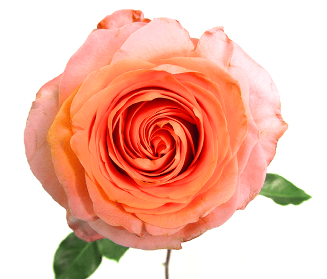 Single peach rose on white background