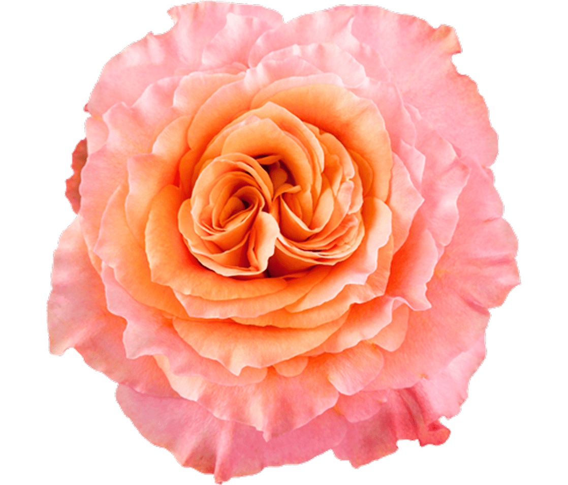 Close-up of a blooming colorful rose.