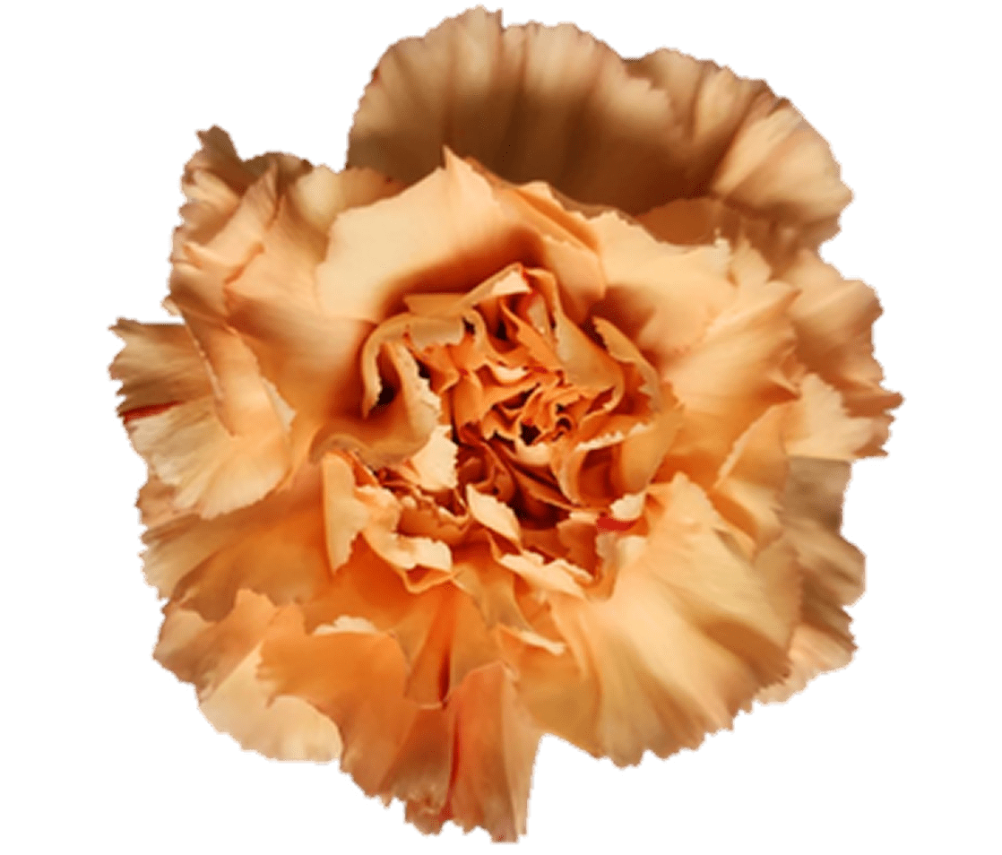 Close-up of peach carnation flower