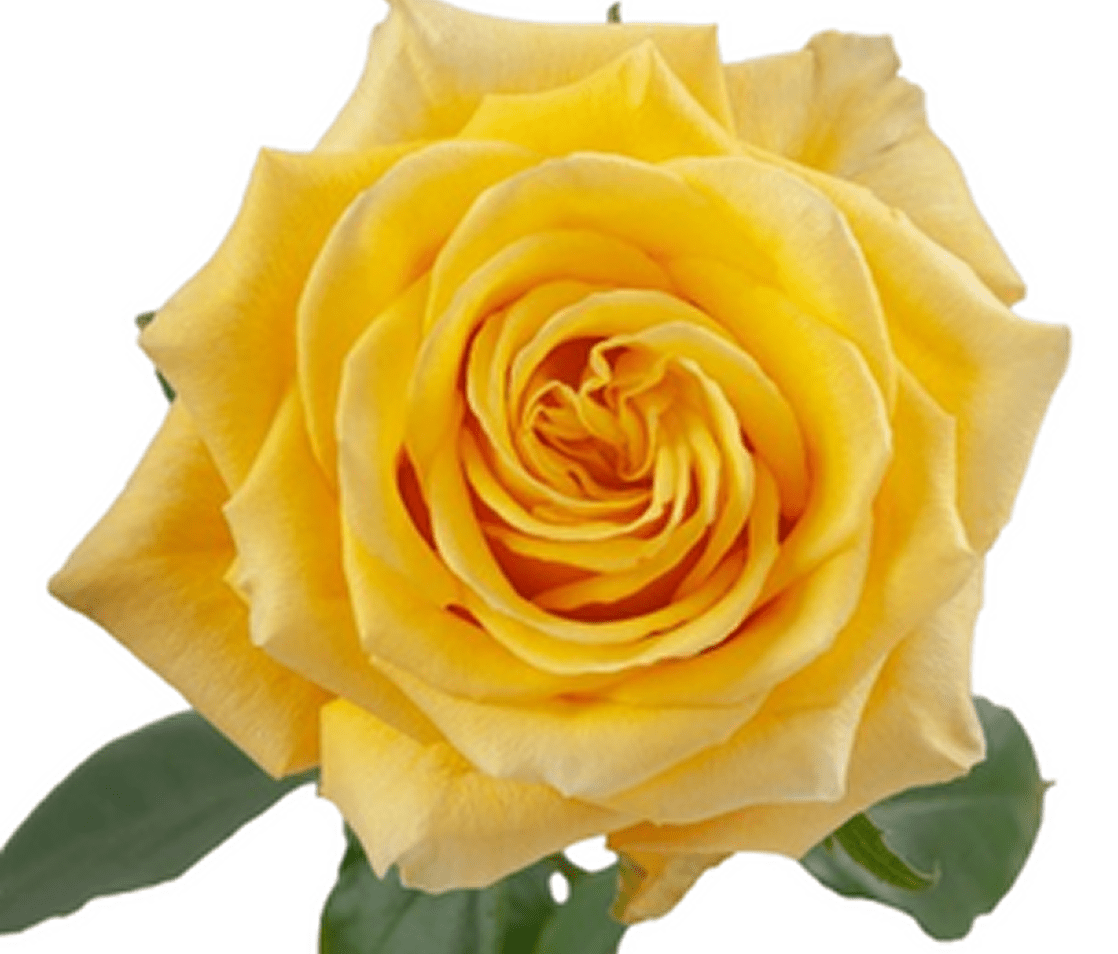 Bright yellow rose with green leaves