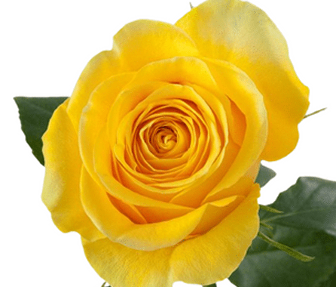 Bright yellow rose bloom