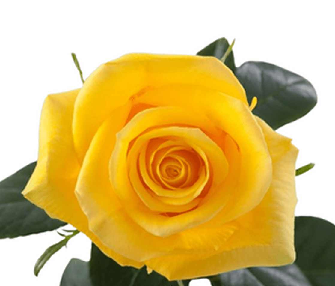 Vibrant yellow flower in bloom