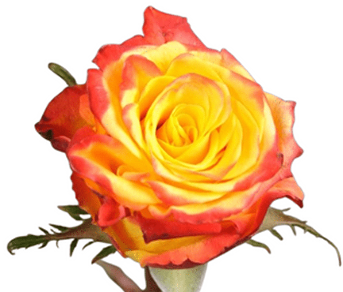 Vibrant two-tone rose blossom