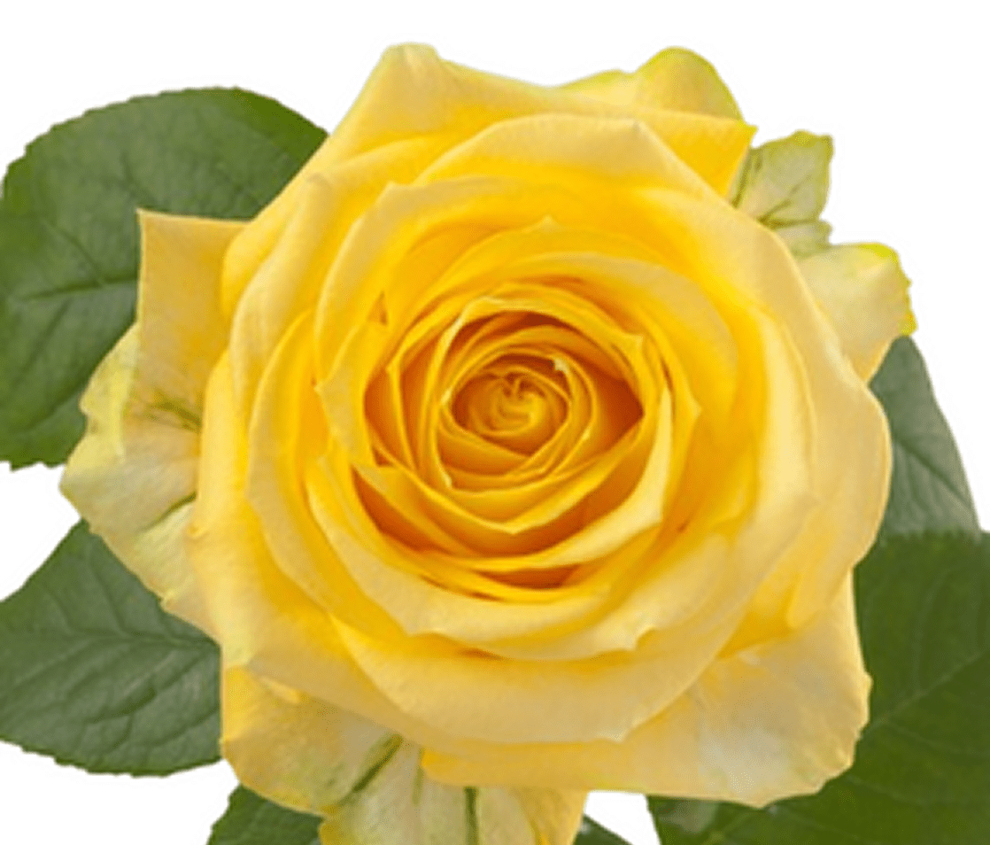 Yellow rose with green leaves