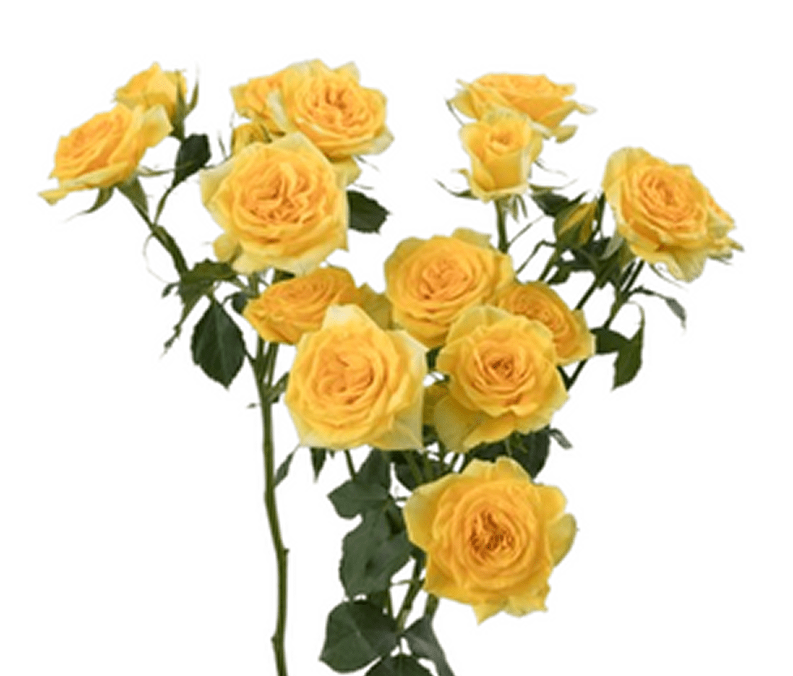 Vibrant yellow roses in bloom