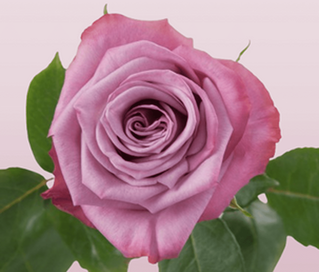 Pinkish-purple rose on soft background