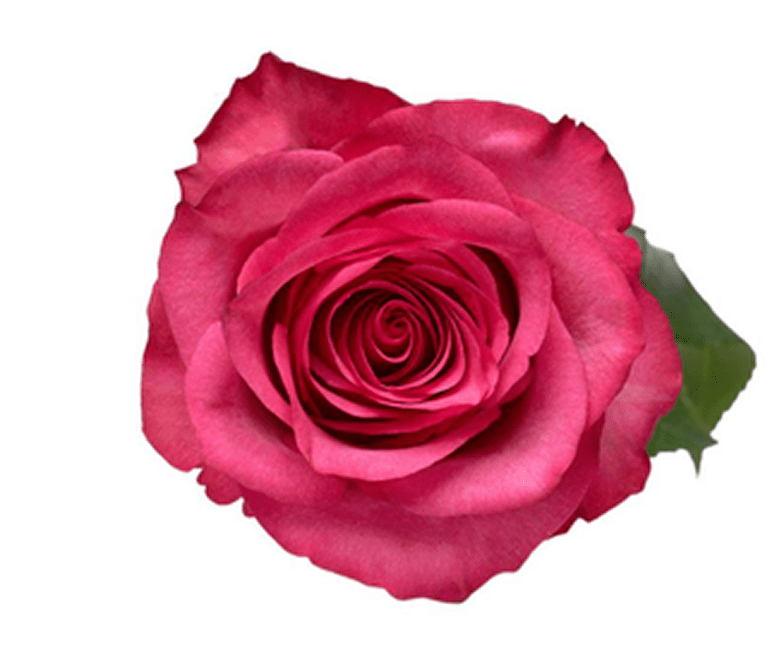 Vibrant red rose close-up