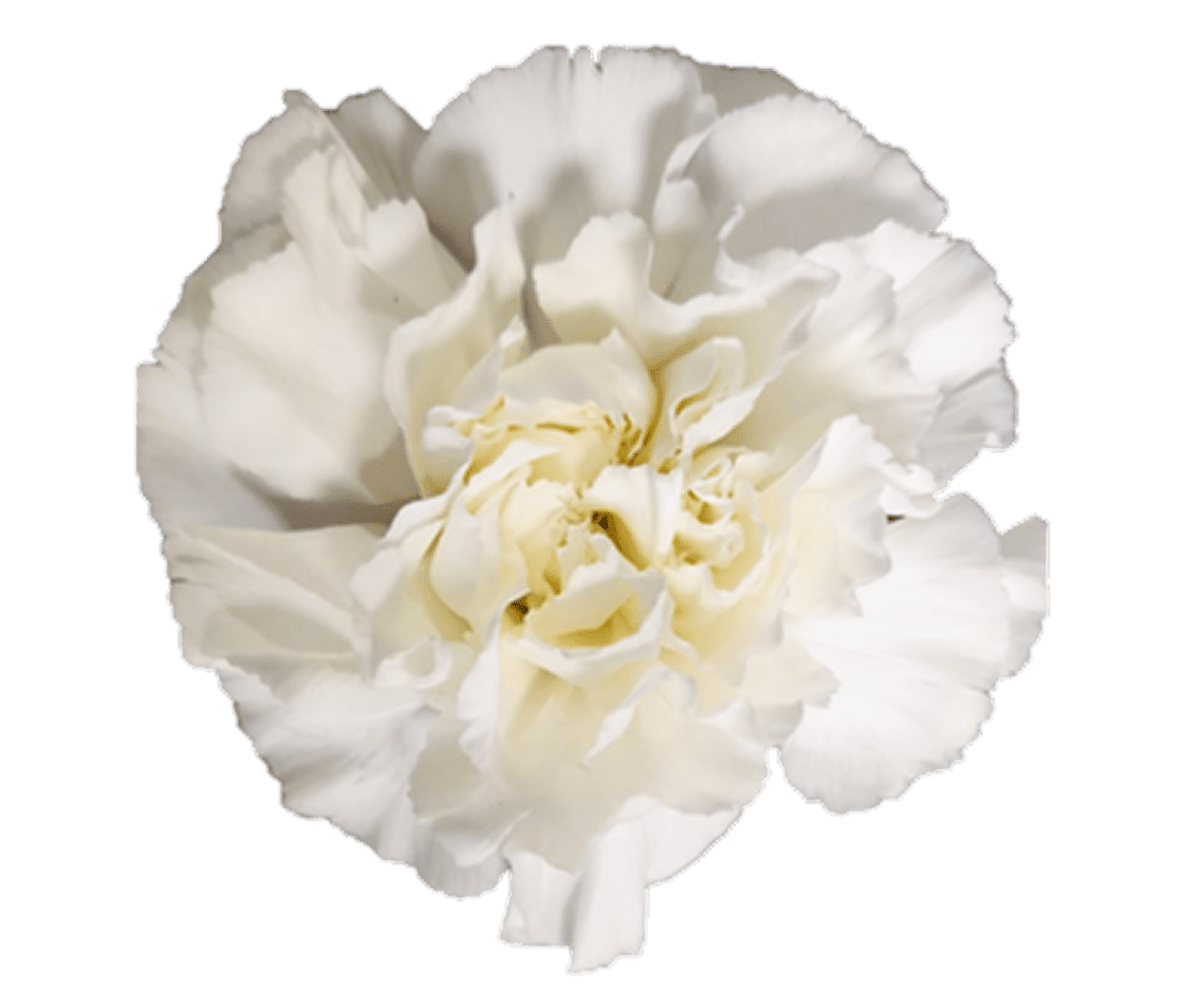 White carnation on black background