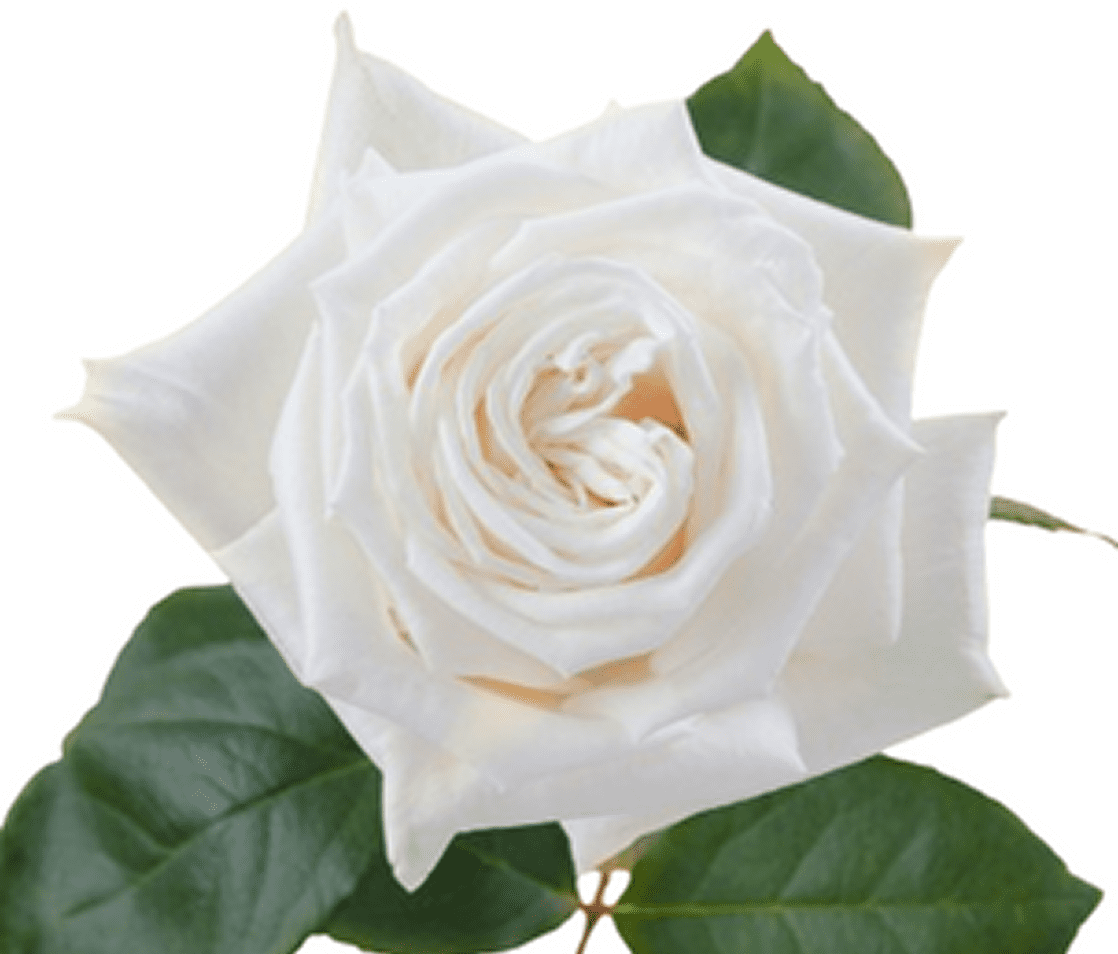White rose with green leaves